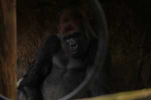 GORILLAS-22NOV22(7)